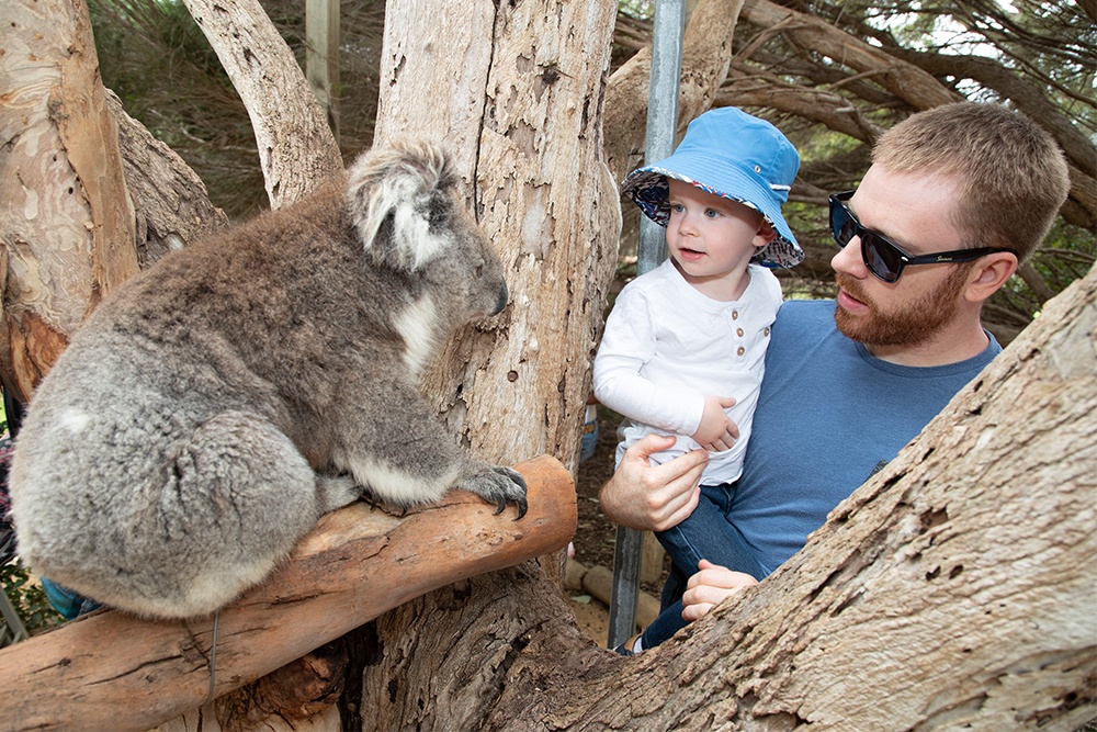Dad and son with a koala.