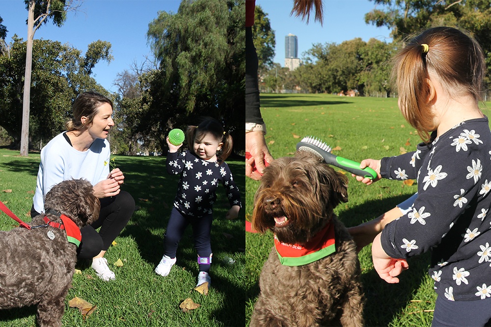 Animal Assisted Therapy: Clara undergoing fun rehabilitation with Delta Therapy Dog, Harper. 